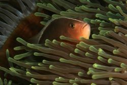 Canon 20 D 100mm Lens Sodwana bay by Clive Ferreira 